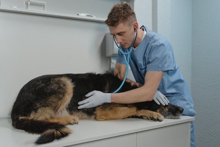 Bonus animali domestici: l’agevolazione a livello nazionale e locale