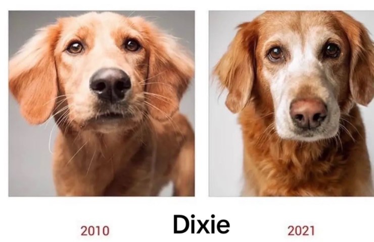 cane che invecchia
