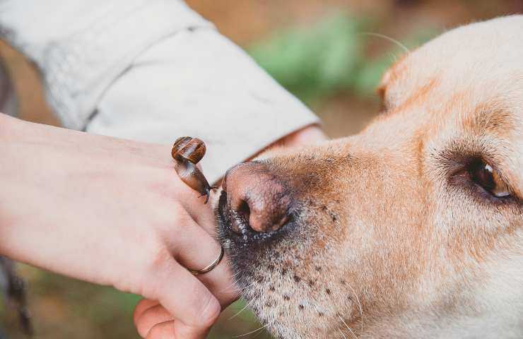 cane fiuta la mano della padrona