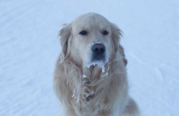 proteggere cane freddo