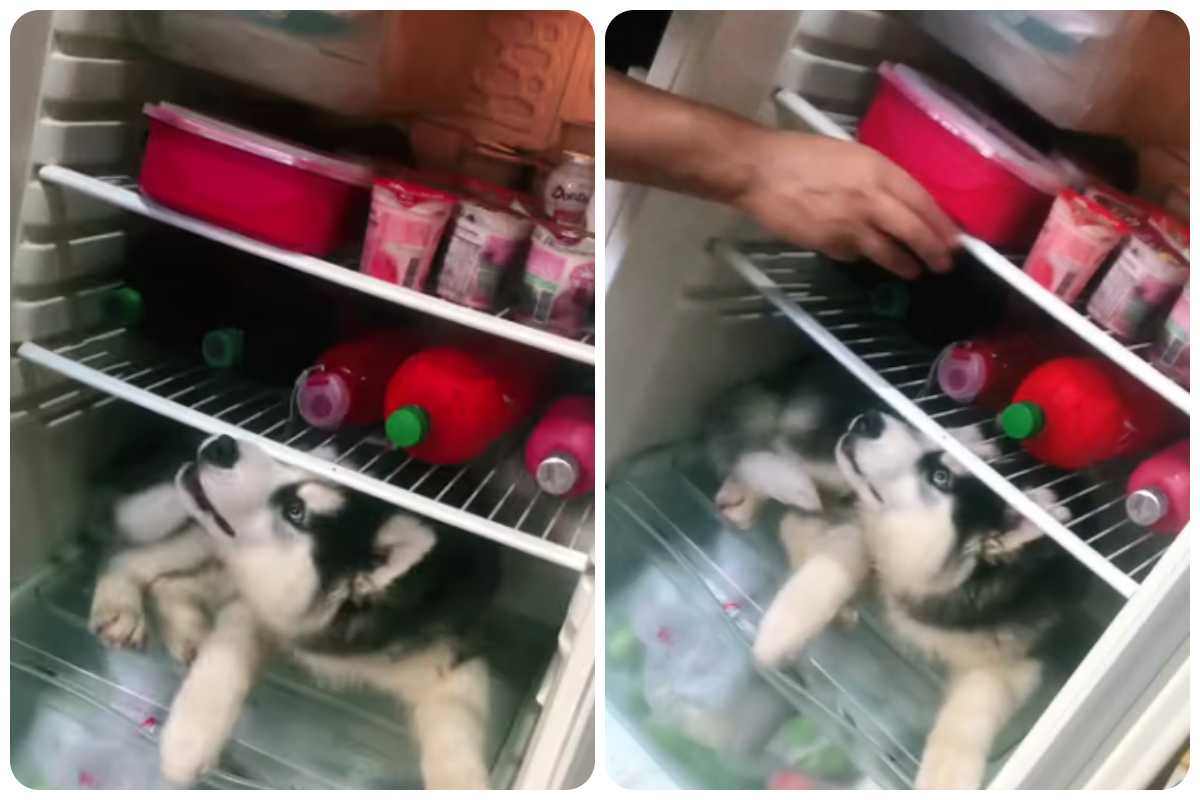 cane si infila nel frigo
