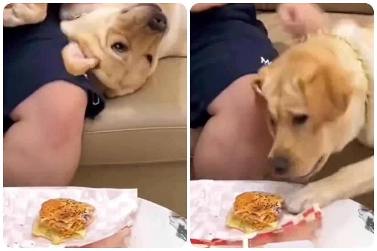 cane approfitta per mangiare