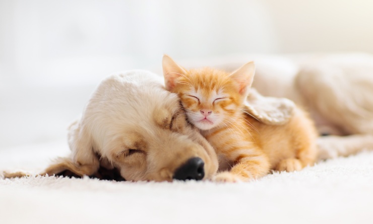 cane e gatto amici