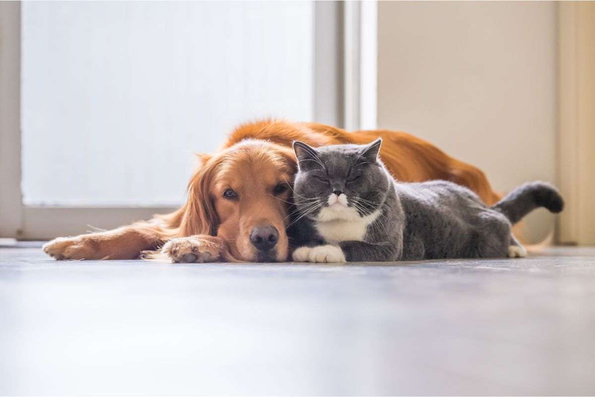 cane e gatto convivenza