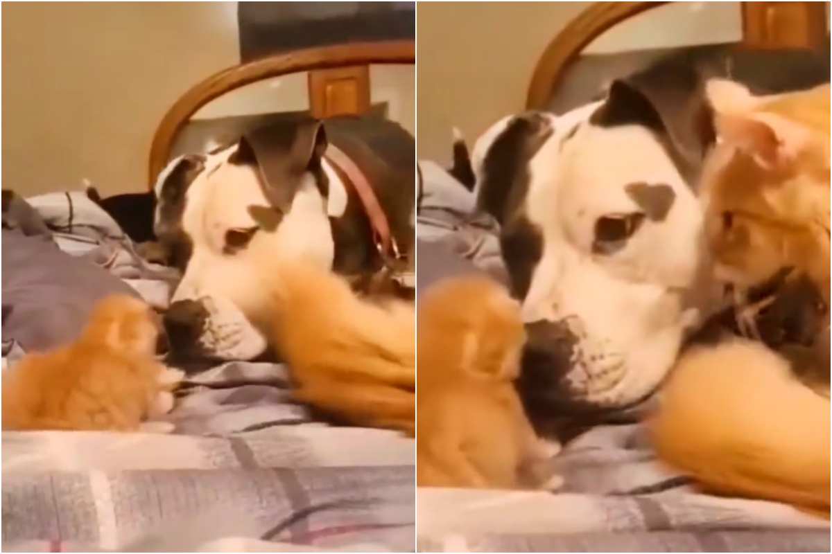 cane accoglie il piccolo gattino