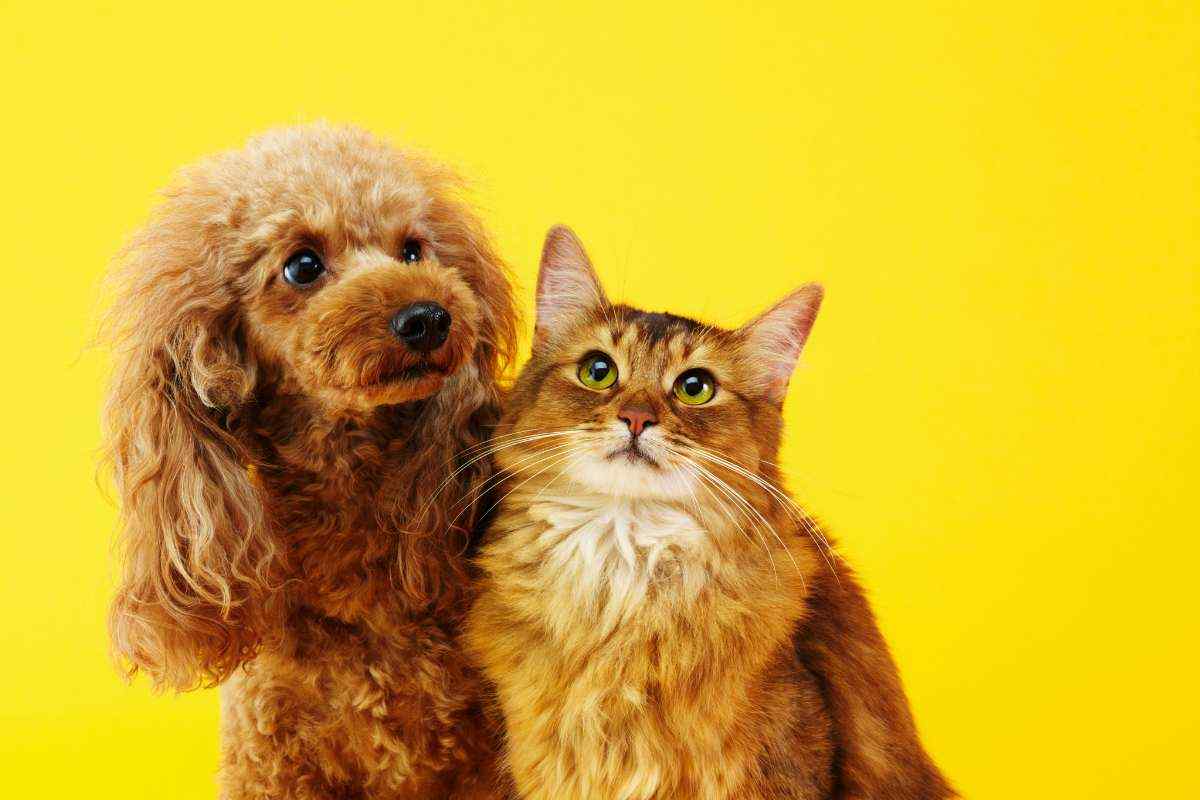 A conti fatti, quanto costa mantenere un cane o un gatto? La cifra che non ti aspetti  --- (Fonte immagine: https://www.velvetpets.it/wp-content/uploads/2023/11/cane-gatto-spese-velvetpets.it-17112023.jpg)