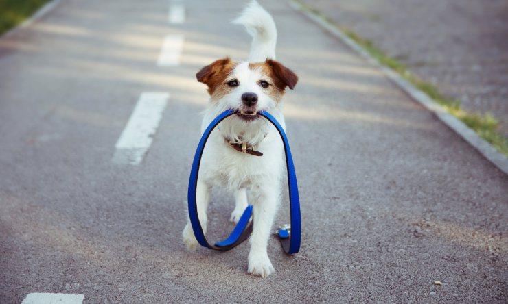 cane riporta il guinzaglio