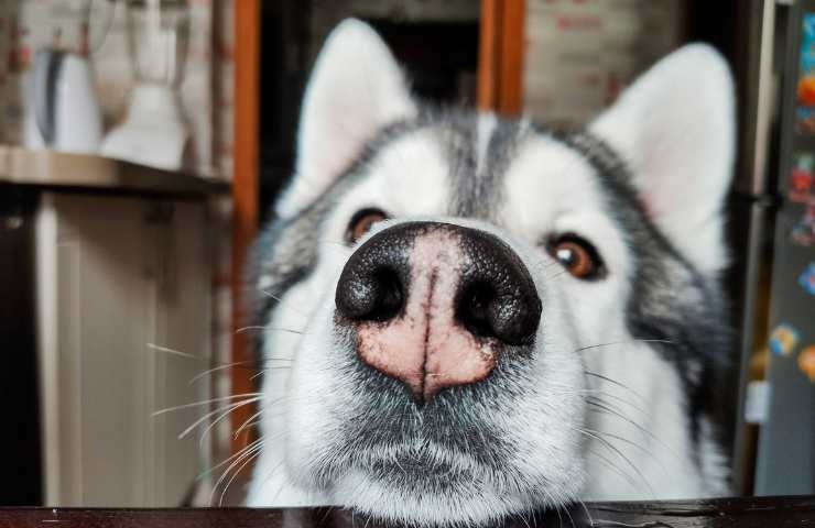 cane husky siberiano