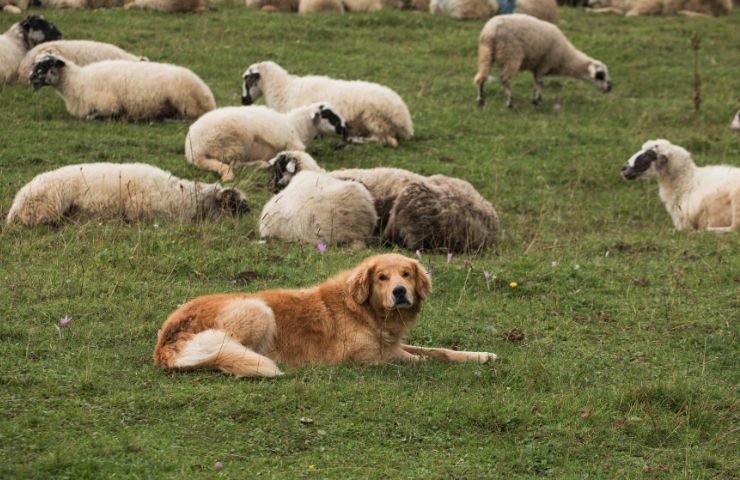 cane da pastore con pecore