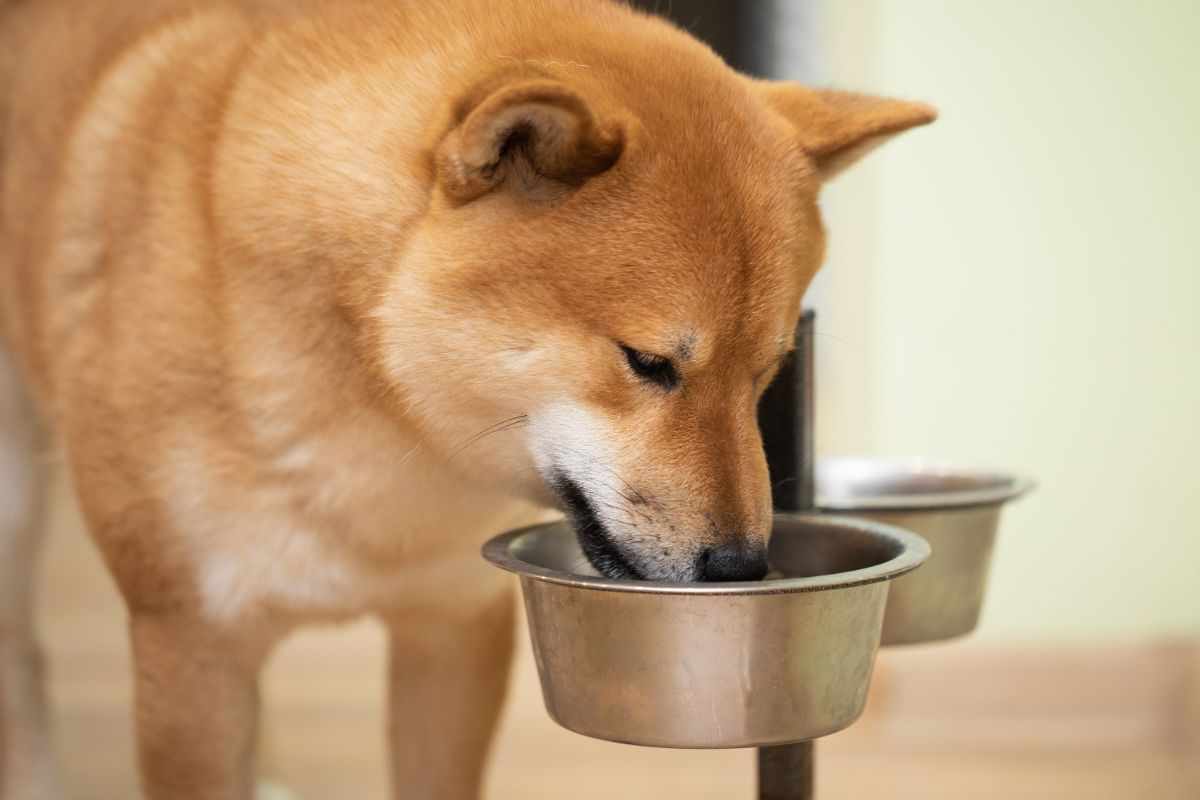 cane mangia nella ciotola