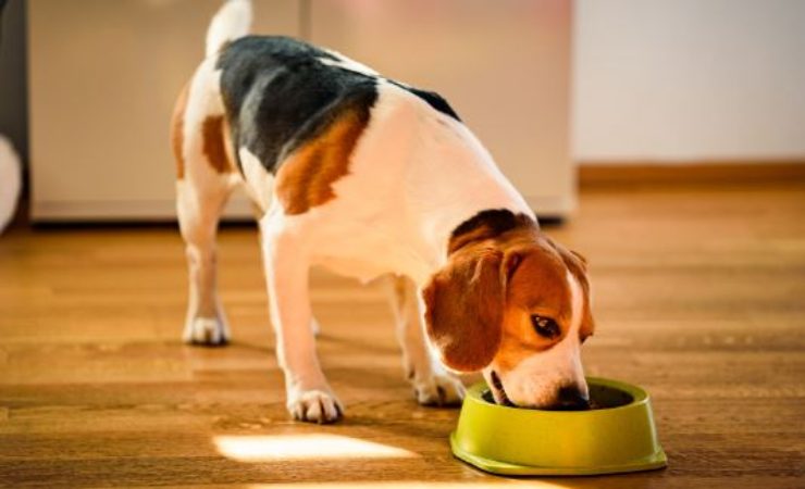 i cani possono mangiare cereali?