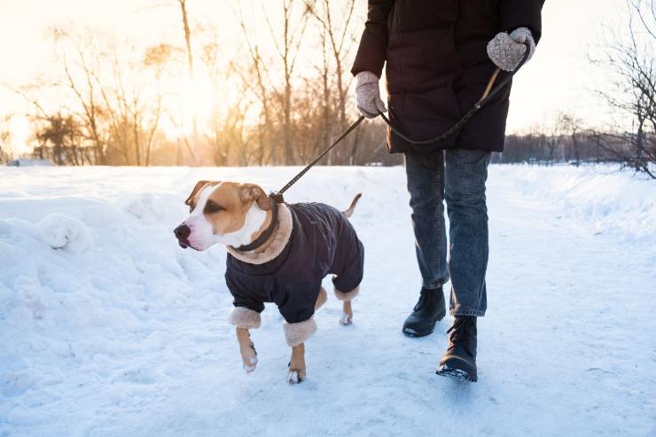 cane nella neve