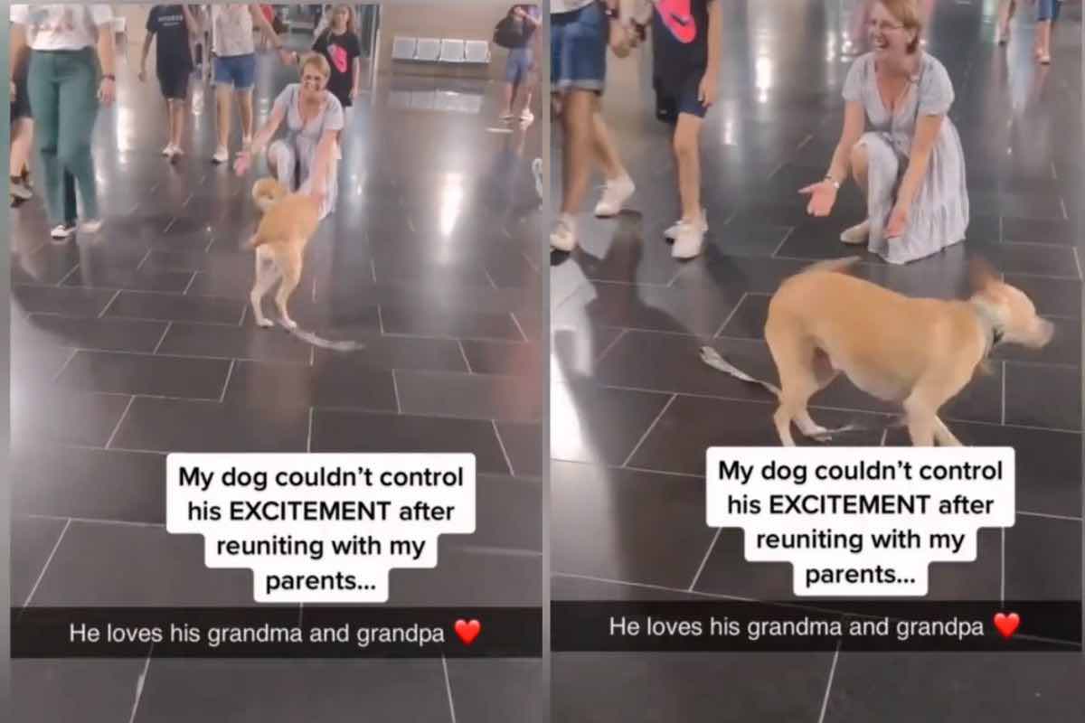 il cane vede la nonna