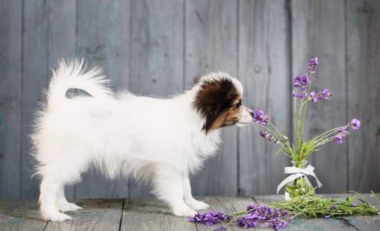 le piante non tossiche per cani e gatti