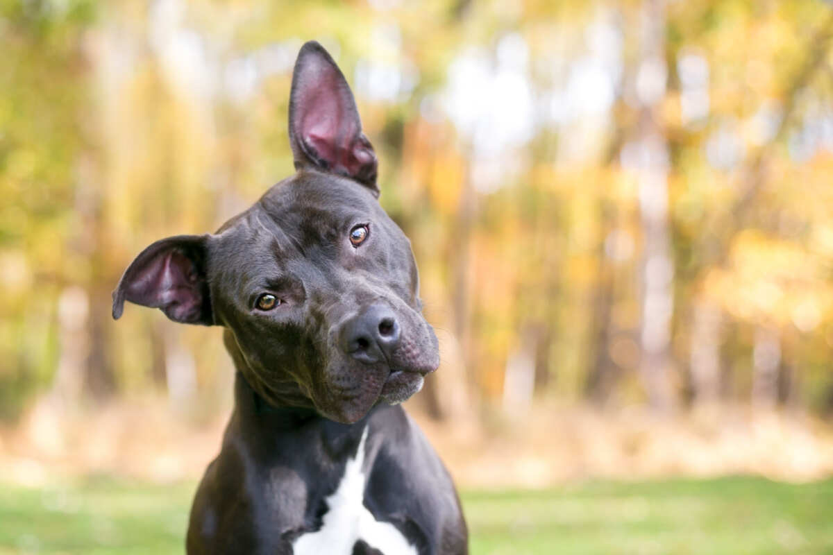 cane e rapporto col tempo