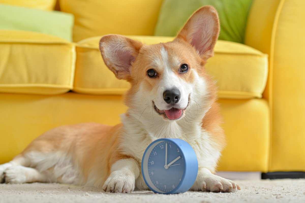 cane calcola il tempo