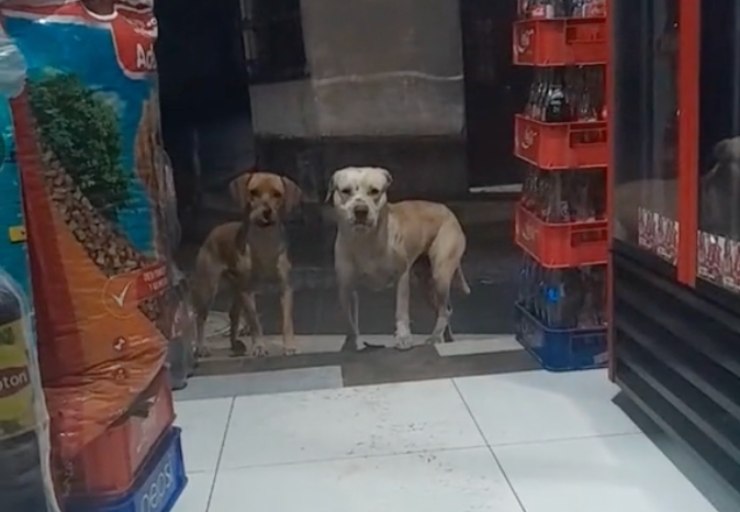 Cane torna nel negozio con un amico