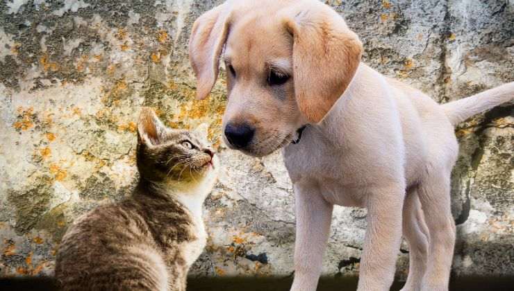 cani e gatti possono andare d'accordo