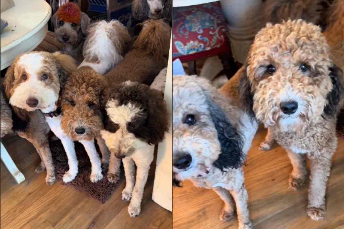 Tutti in fila, in ordine: ogni cagnolino risponde solo al suo nome  --- (Fonte immagine: https://www.velvetpets.it/wp-content/uploads/2023/11/cani-in-fila-10112023-velvetpets.it_.jpg)