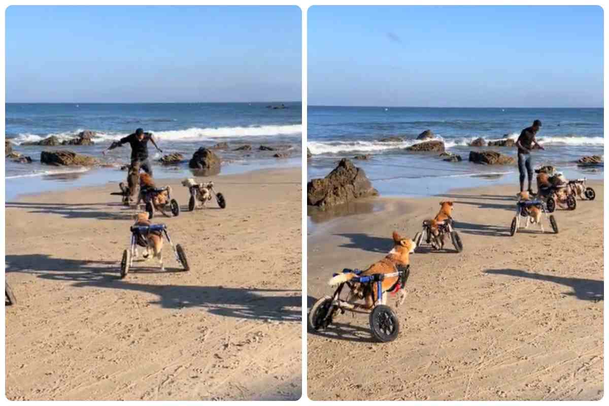 Perros sin patas a la orilla del mar: pura expresión de felicidad  video