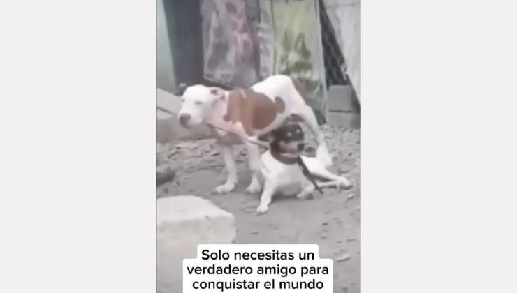 un cane aiuta l'altro