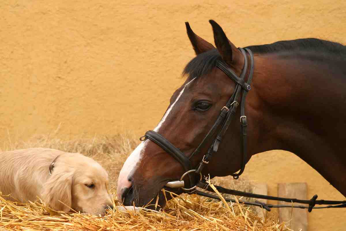 Cane e cavallo insieme