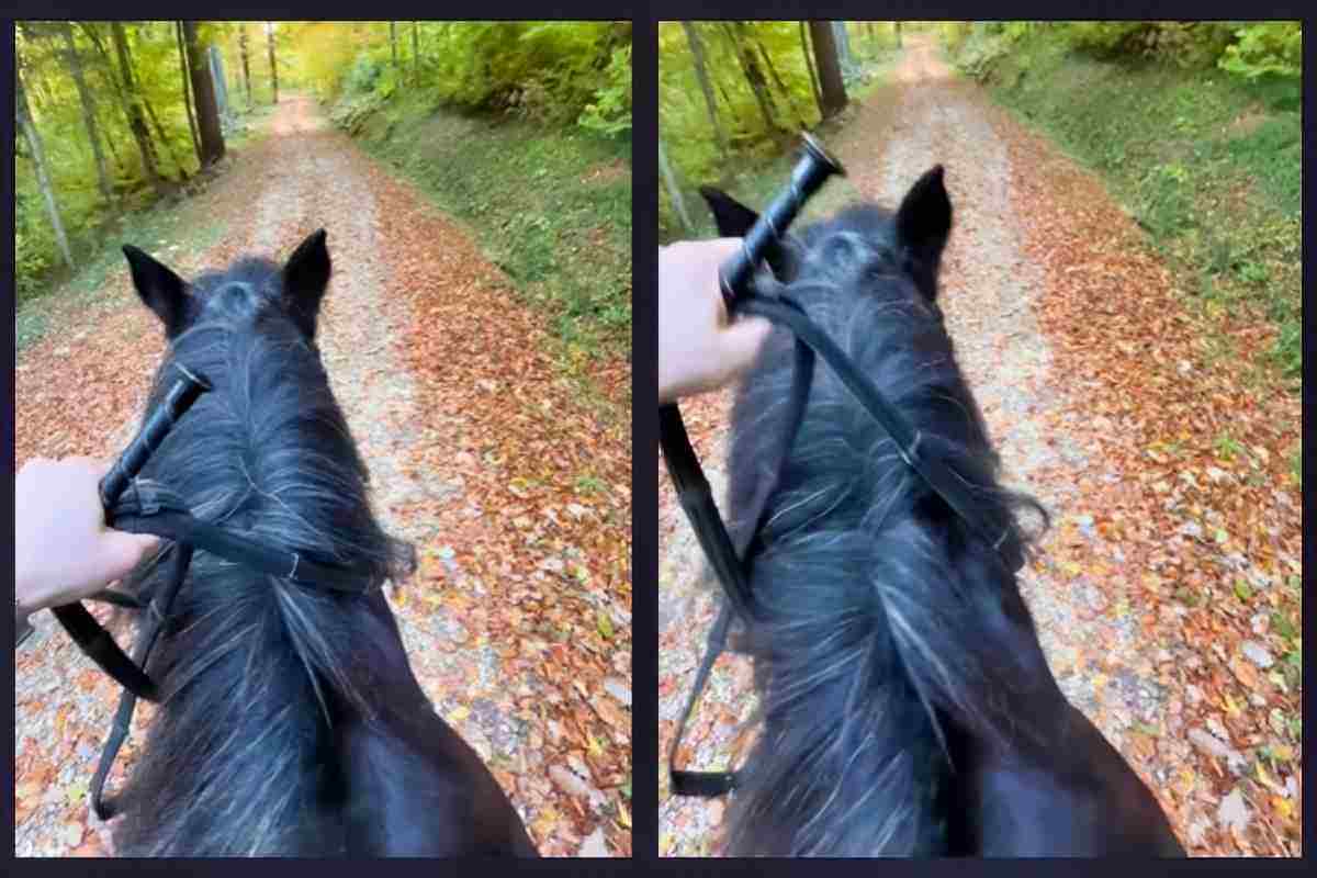 Cavallo libero corre