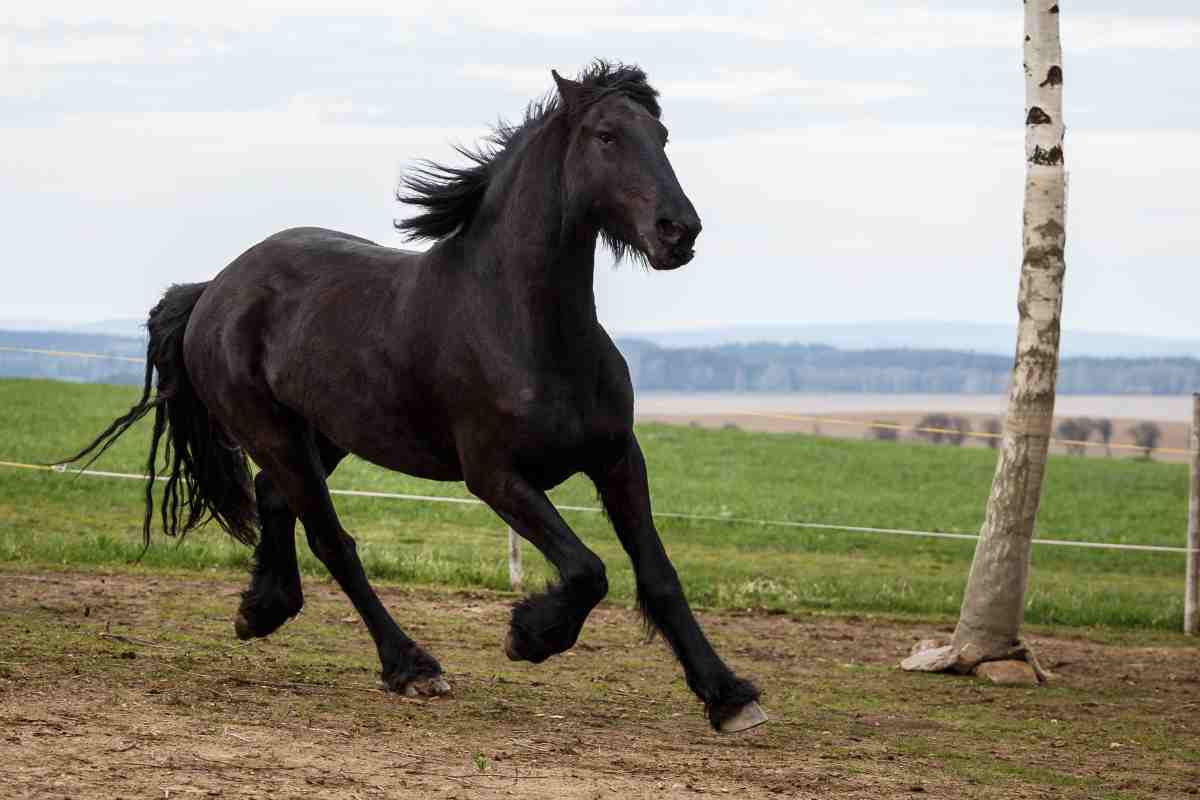 Cavallo nero in piena libertà