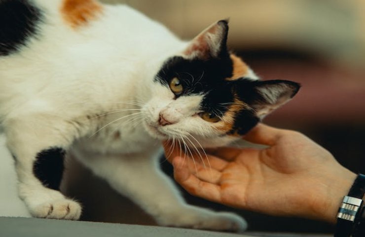 gatto ama strusciarsi sulle tue gambe