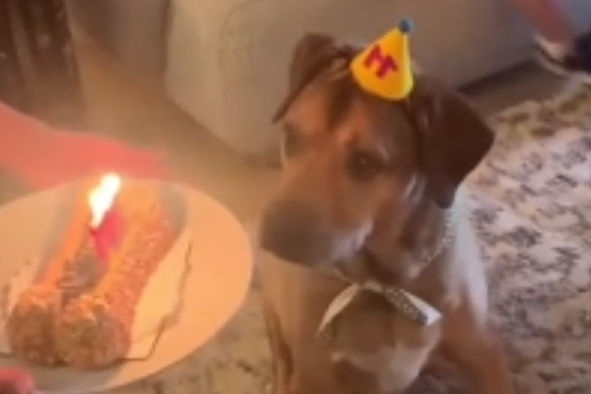 compleanno cane finisce male
