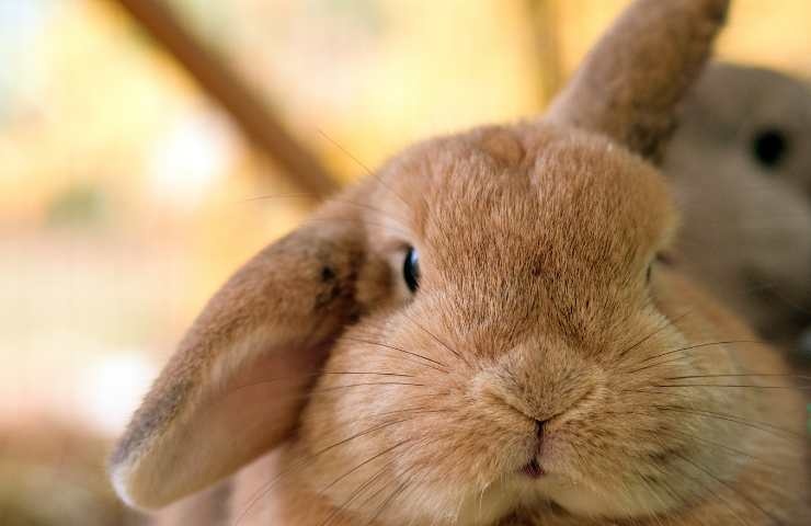 informazioni utili su conigli