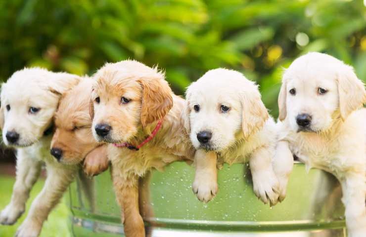 cuccioli di golden retriever