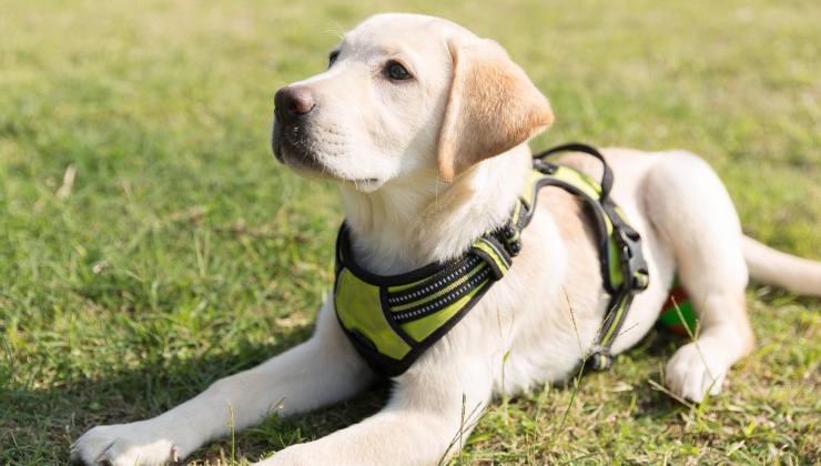 Cucciolo di Labrador con pettorina 