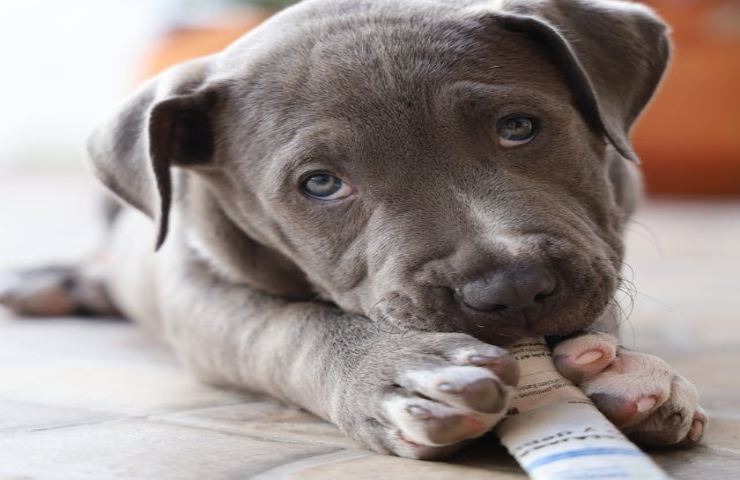 Il tuo cane mangia la carta