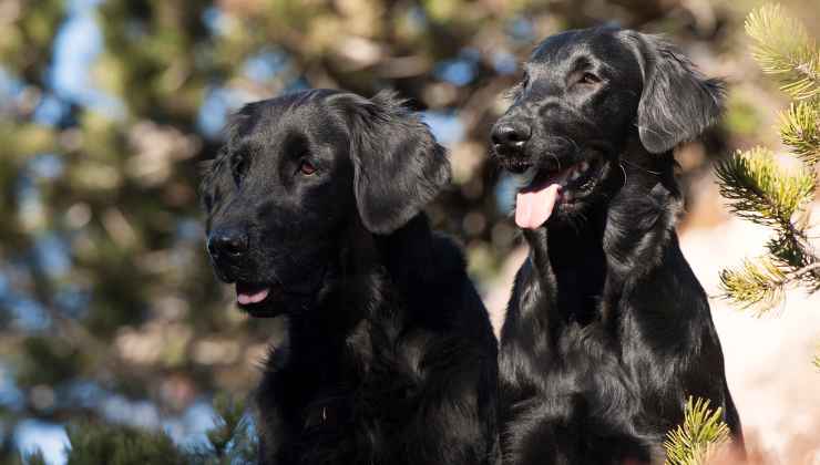 carattere del flat-coated retriever