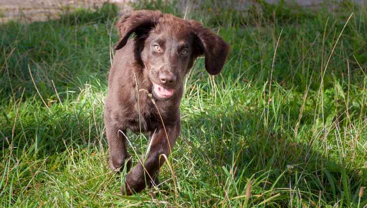 informazioni su razze canine