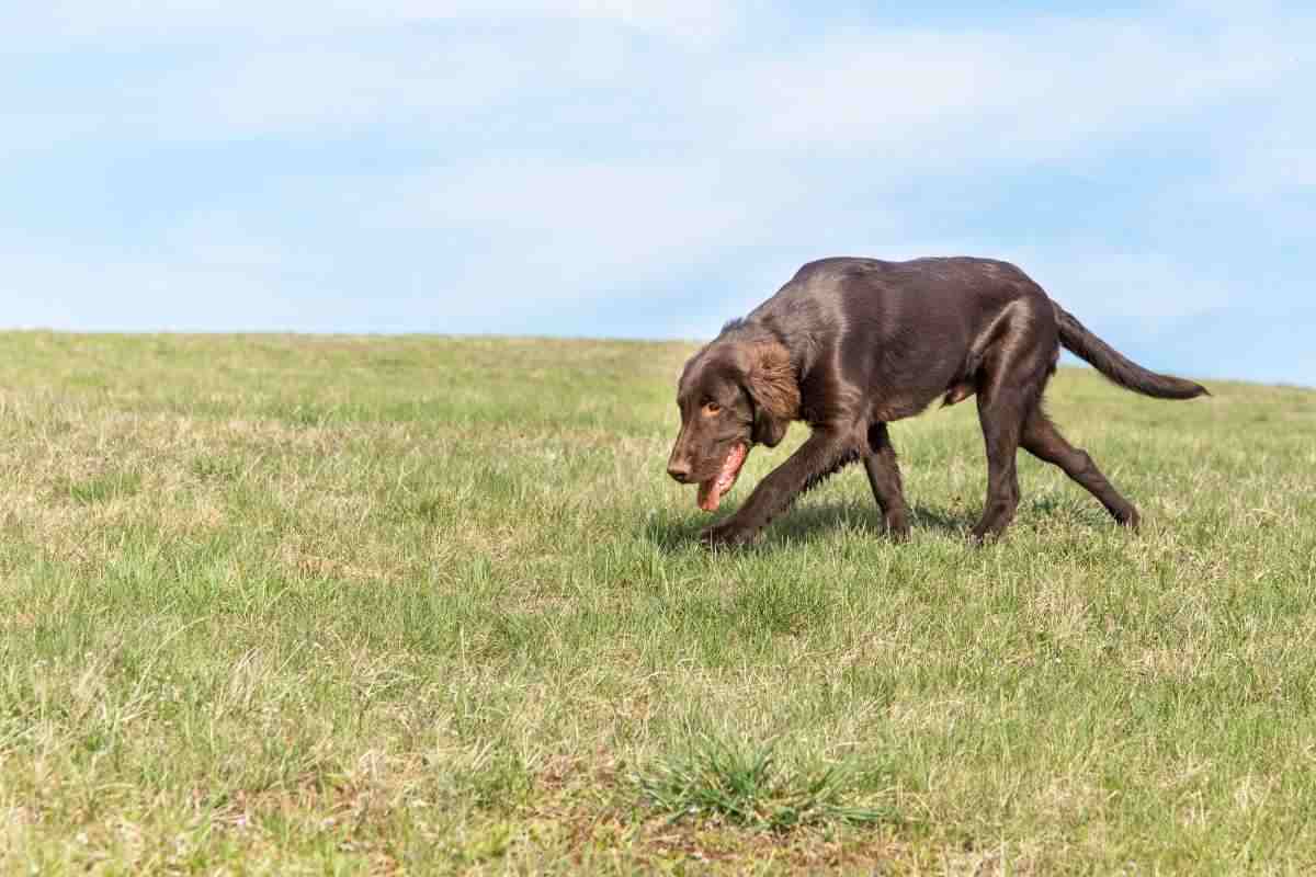 razza cane flat coated retriever