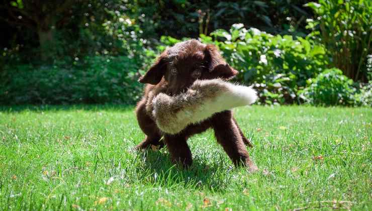 cucciolo di flat-coated retriever