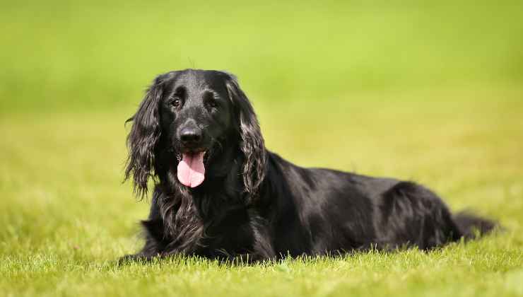 caratteristiche del flat-coated retriever