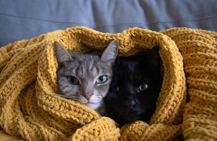 gatti in un posto sicuro
