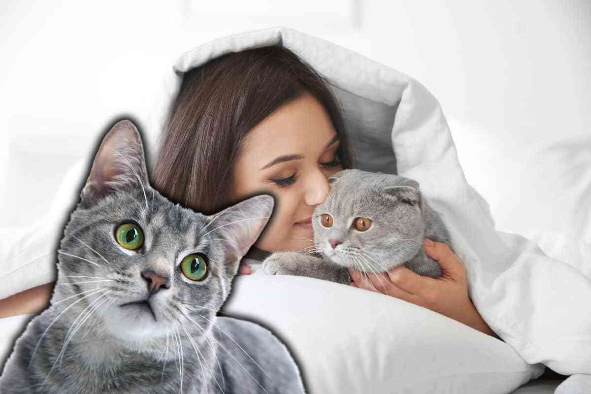 dormire nel letto col gatto