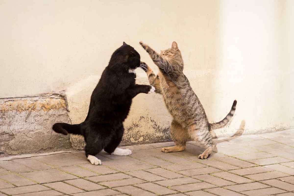 gatti che litigano sul web