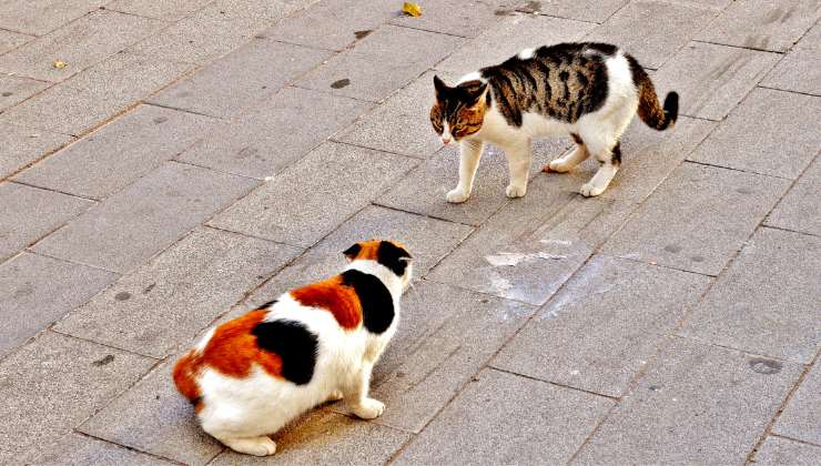 Scontro divertente tra gatti