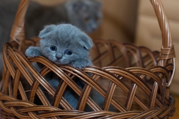 gattino in una cesta