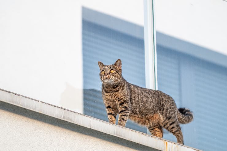 Mettere i gatti in sicurezza