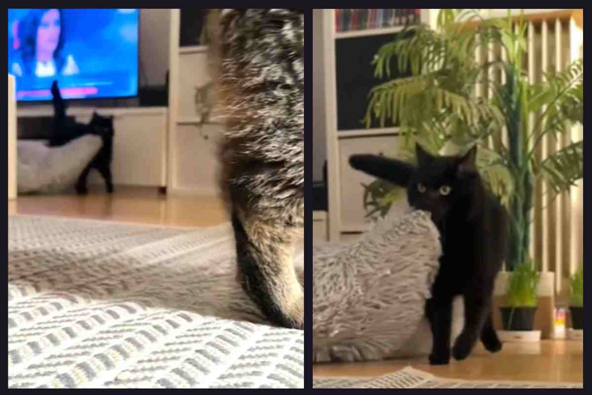 Gatto arredatore: cosa combina questo pet