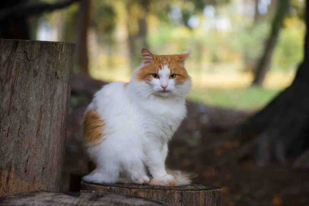 Gatto nella natura