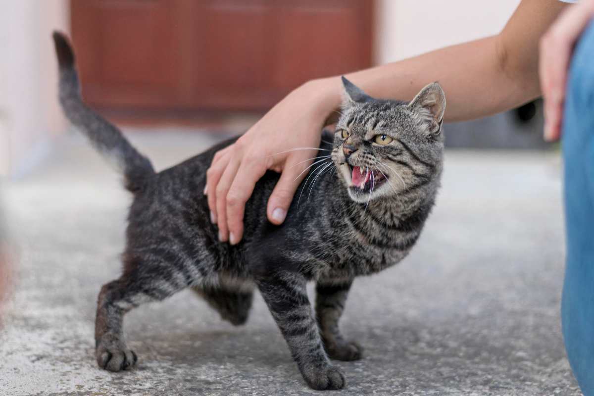 gatto che morde