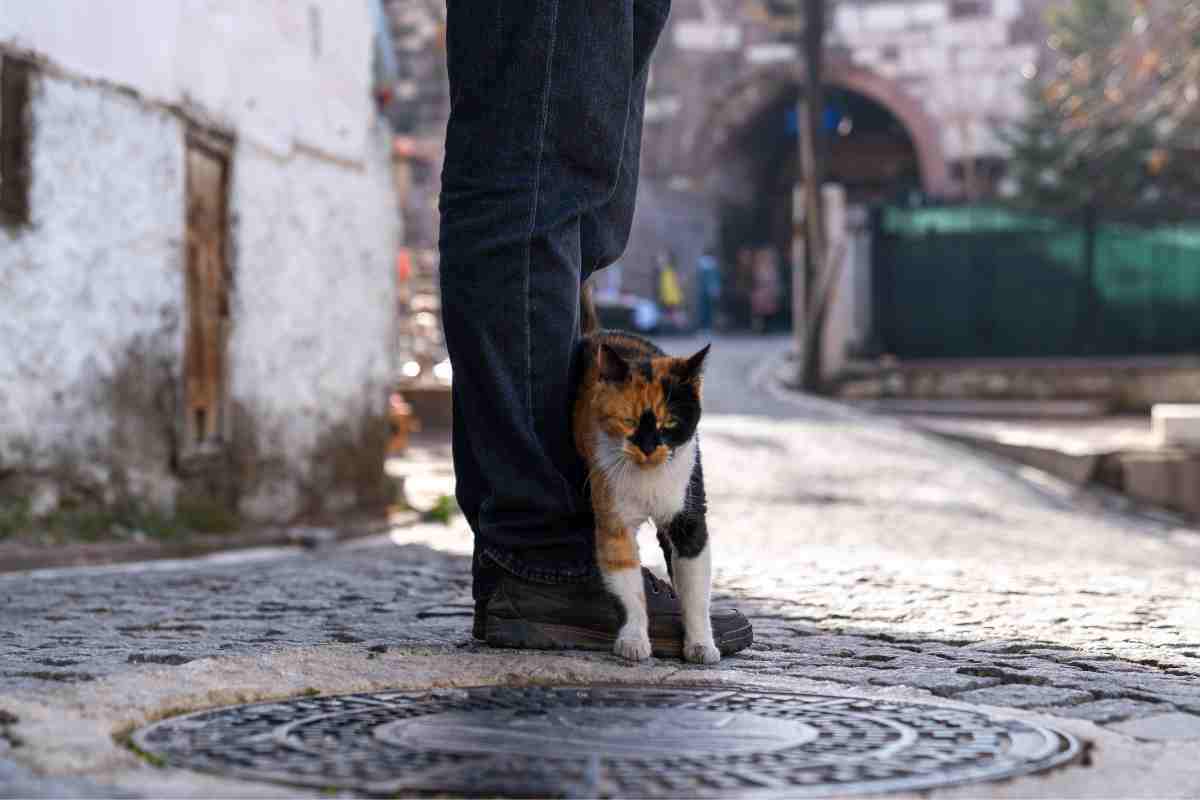 gatto ama strusciarsi sulle tue gambe