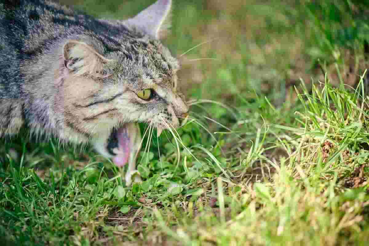 Se il tuo gatto vomita acqua dovresti drizzare le antenne, lo fanno solo in questi casi  --- (Fonte immagine: https://www.velvetpets.it/wp-content/uploads/2023/11/gatto-che-vomita.jpg)